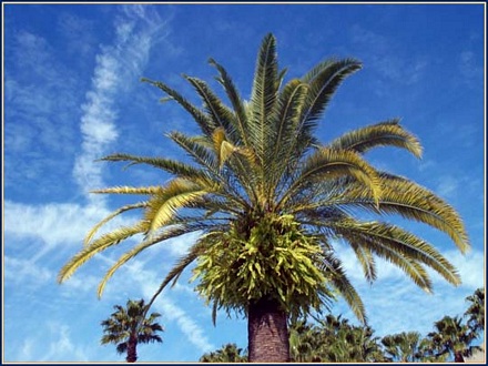 Orlando palm tree