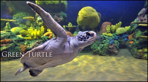 Turtle trek at SeaWorld now open!