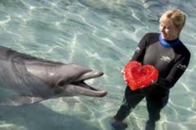 Discovery cove valentines day packages
