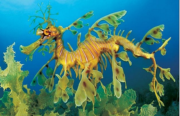 SeaWorld breeds leafy sea dragons