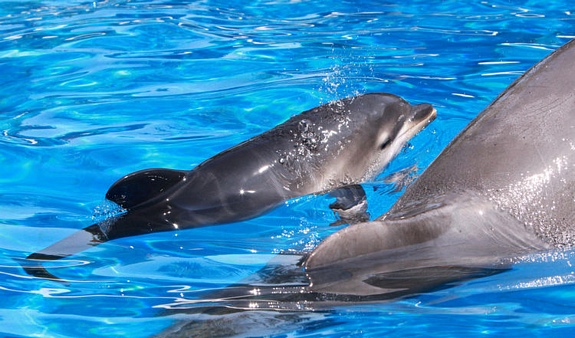 Baby dolphin born at SeaWorld Orlando